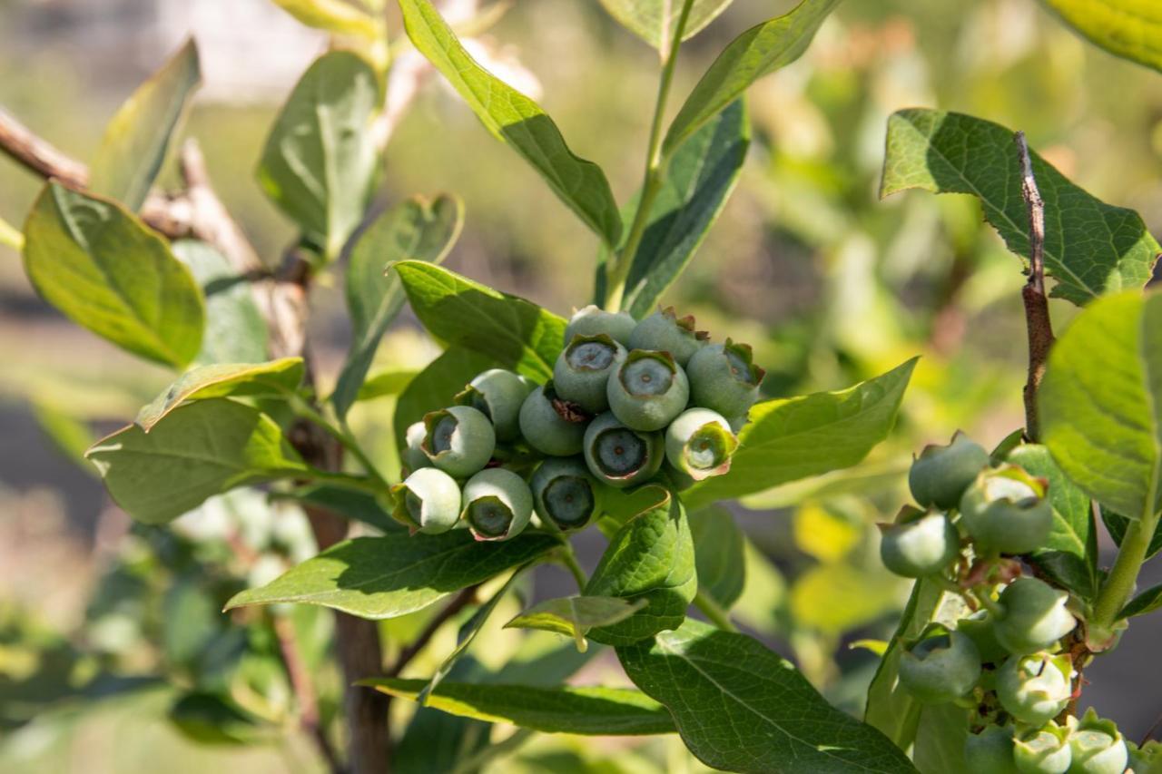 Quinta De Requeixo Βίλα Γκιμαράες Εξωτερικό φωτογραφία