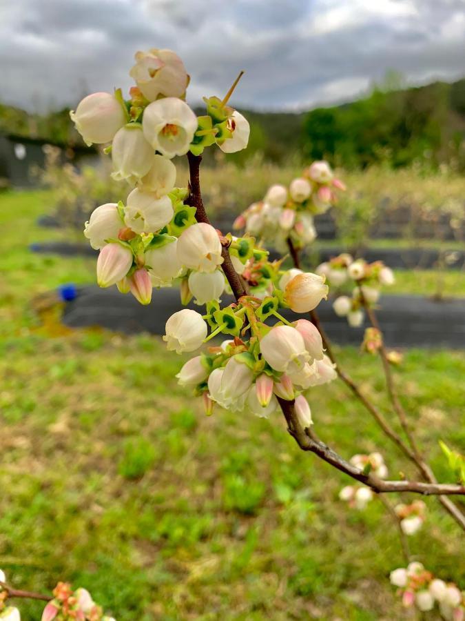 Quinta De Requeixo Βίλα Γκιμαράες Εξωτερικό φωτογραφία